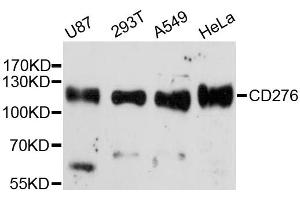 Western blot analysis of extracts of various cell lines, using CD276 antibody. (CD276 anticorps)