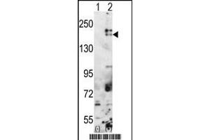 Western blot analysis of SETDB1(arrow) using rabbit polyclonal SETDB1 Antibody (C-term) (ABIN387924 and ABIN2844389). (SETDB1 anticorps  (C-Term))