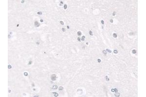 Detection of LMNB1 in Human Cerebrum Tissue using Polyclonal Antibody to Lamin B1 (LMNB1) (Lamin B1 anticorps  (AA 52-233))
