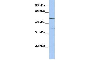 IFRD1 antibody used at 1 ug/ml to detect target protein.