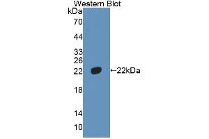 Figure. (HMGB4 anticorps  (AA 25-167))