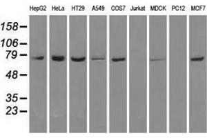 Western blot analysis of extracts (35 µg) from 9 different cell lines by using anti-HSPA1A monoclonal antibody. (HSP70 1A anticorps)