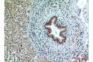 Immunohistochemistry (IHC) analysis of paraffin-embedded Human Liver, antibody was diluted at 1:100.