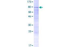 Image no. 1 for Angiomotin Like 2 (AMOTL2) (AA 1-466) protein (GST tag) (ABIN1344998)