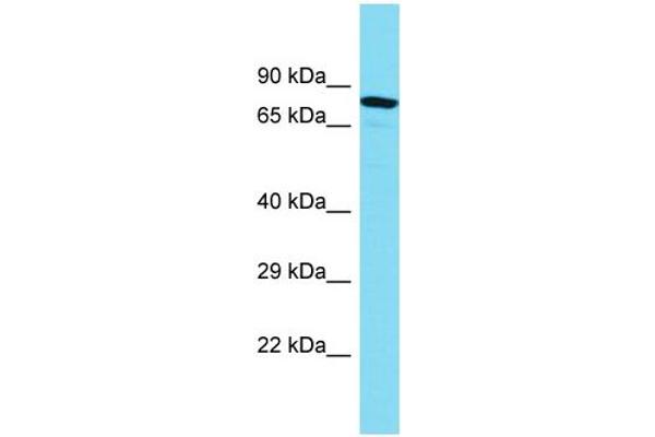 MTMR10 Antikörper  (C-Term)