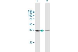 Western Blot analysis of ANXA1 expression in transfected 293T cell line by ANXA1 MaxPab polyclonal antibody. (Annexin a1 anticorps  (AA 1-346))