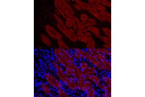 Immunofluorescence analysis of mouse kidney cells using DDC Rabbit pAb (ABIN1679510, ABIN3018150, ABIN3018151 and ABIN6220384) at dilution of 1:50 (40x lens).