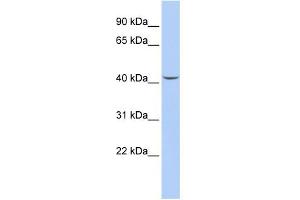 WB Suggested Anti-SEPT2 Antibody Titration: 0. (Septin 2 anticorps  (Middle Region))