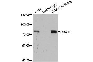 Immunofluorescence analysis of U2OS cells using DDX41 antibody. (DDX41 anticorps  (AA 1-300))
