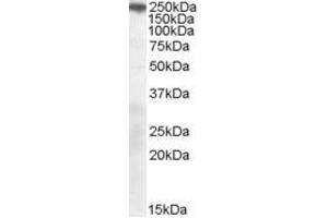 Image no. 1 for anti-Sortilin-Related Receptor, L(DLR Class) A Repeats Containing (SORL1) (C-Term) antibody (ABIN374076) (SORL1 anticorps  (C-Term))