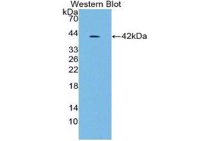 Western Blotting (WB) image for anti-Insulin (INS) antibody (ABIN1868716) (Insulin anticorps)