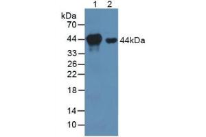 Figure. (MEK1 anticorps  (AA 54-369))