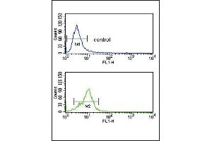 CRHR2 Antibody (N-term) (ABIN390757 and ABIN2841015) flow cytometry analysis of K562 cells (bottom histogram) compared to a negative control cell (top histogram).