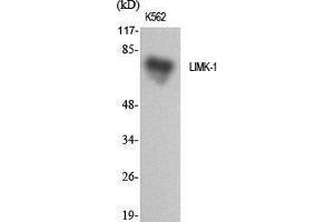 Western Blot (WB) analysis of specific cells using LIMK-1 Polyclonal Antibody. (LIM Domain Kinase 1 anticorps  (Internal Region))