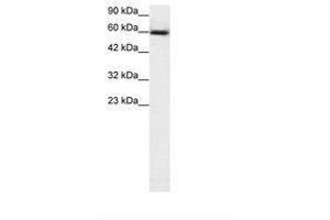 Image no. 2 for anti-GA Binding Protein Transcription Factor, alpha Subunit 60kDa (GABPA) (AA 359-408) antibody (ABIN203144)