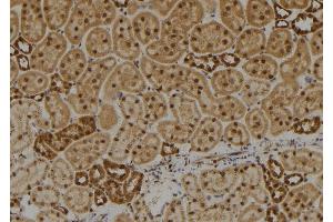 ABIN6273572 at 1/100 staining Rat kidney tissue by IHC-P.
