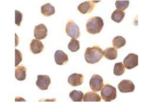 Immunocytochemistry of ZIP kinase in Jurkat cells with this product at 10 μg/ml.