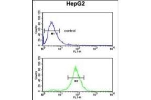 ELOVL2 Antibody (N-term) (ABIN653138 and ABIN2842714) flow cytometric analysis of HepG2 cells (bottom histogram) compared to a negative control cell (top histogram).