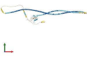 AlphaFold protein structure predicition of Human Recombinant CLEC4F Protein, UniprotID Q8N1N0