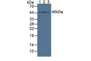 Figure. (POFUT1 anticorps  (AA 243-393))