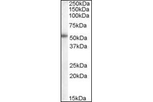 Image no. 1 for anti-Cytochrome P450, Family 19, Subfamily A, Polypeptide 1 (CYP19A1) (Internal Region) antibody (ABIN374919) (Aromatase anticorps  (Internal Region))