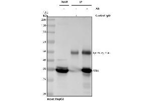 Immunoprecipitating (IP) SSR1 in HepG2 whole cell lysate.