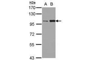 Image no. 1 for anti-Kinesin Family Member 3C (KIF3C) (AA 482-790) antibody (ABIN1499046) (KIF3C anticorps  (AA 482-790))