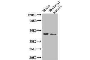 Western Blot Positive WB detected in: Mouse brain tissue, Mouse skeletal muscle tissue All lanes: AJAP1 antibody at 2. (AJAP1 anticorps  (AA 308-394))