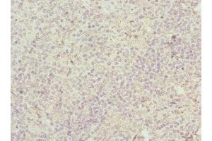 Immunohistochemistry of paraffin-embedded human tonsil tissue using ABIN7147043 at dilution of 1:100 (M6PR anticorps  (AA 1-277))
