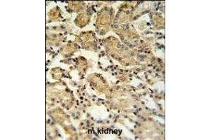 XBP1 Antibody (Center) (ABIN651279 and ABIN2840166) IHC analysis in formalin fixed and paraffin embedded mouse kidney tissue followed by peroxidase conjugation of the secondary antibody and DAB staining. (XBP1 anticorps  (AA 62-91))