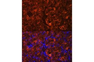 Immunofluorescence analysis of Rat kidney using MIOX Rabbit pAb (ABIN7268729) at dilution of 1:100. (MIOX anticorps  (AA 1-285))