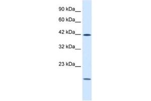 Western Blotting (WB) image for anti-Upstream Transcription Factor 1 (USF1) antibody (ABIN2460950) (USF1 anticorps)