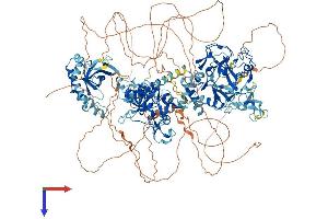 AlphaFold protein structure predicition of Mouse Recombinant Nsd2 Protein, UniprotID Q8BVE8