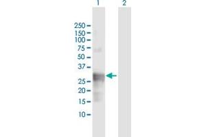 Western Blot analysis of CTSG expression in transfected 293T cell line by CTSG MaxPab polyclonal antibody. (Cathepsin G anticorps  (AA 1-255))