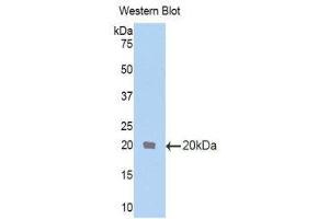 Western Blotting (WB) image for anti-Transformer 2 beta Homolog (TRA2B) (AA 64-204) antibody (ABIN1860854) (TRA2B anticorps  (AA 64-204))