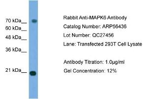 WB Suggested Anti-MAPK6  Antibody Titration: 0. (MAPK6 anticorps  (Middle Region))