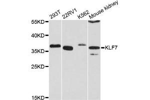Western blot analysis of extracts of various cell lines, using KLF7 antibody (ABIN5996552) at 1:3000 dilution.
