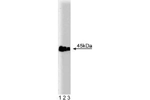 Western blot analysis of glutamine synthetase on a rat cerebrum lysate.