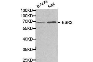 Western blot analysis of extracts of various cell lines, using ESR2 antibody. (ESR2 anticorps  (AA 1-280))