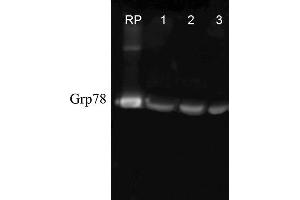 Western blot analysis of Human, Dog, Mouse Cell line lysates showing detection of GRP78 protein using Rabbit Anti-GRP78 Polyclonal Antibody . (GRP78 anticorps  (Biotin))