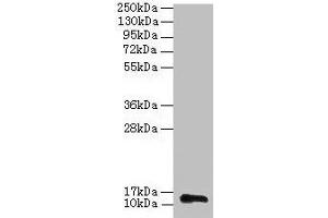 Western blot All Lane: RPL36AL antibody at 2 μg/mL + 293T whole cell lysate Secondary Goat polyclonal to rabbit IgG at 1/15000 dilution Predicted band size: 13 kDa Observed band size: 13 kDa (RPL36AL anticorps  (AA 1-106))