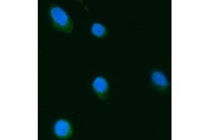 IF analysis of Septin 3/SEPTIN3 using anti-Septin 3/SEPTIN3 antibody (ABIN7599288). (Septin 3 anticorps  (AA 1-339))