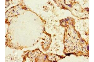Immunohistochemistry of paraffin-embedded human placenta tissue using ABIN7169067 at dilution of 1:100 (MARK1 anticorps  (AA 560-700))