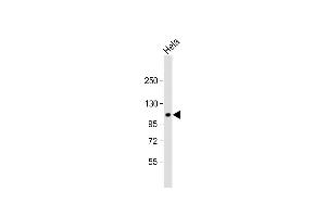 Anti-GP Antibody (C-term) at 1:1000 dilution + Hela whole cell lysate Lysates/proteins at 20 μg per lane. (G Protein-Coupled Receptor 115 anticorps  (C-Term))