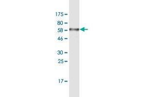 Western Blot detection against Immunogen (68.