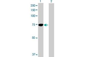 Western Blot analysis of TGFBI expression in transfected 293T cell line by TGFBI MaxPab polyclonal antibody. (TGFBI anticorps  (AA 1-683))