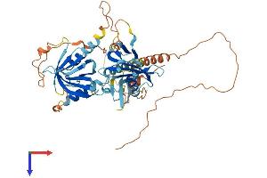 AlphaFold protein structure predicition of Human Recombinant APBB3 Protein, UniprotID O95704