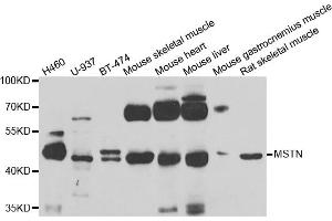 Western blot analysis of extracts of various cell lines, using MSTN antibody. (MSTN anticorps)