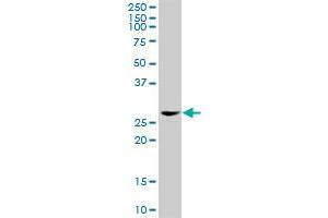 EEF1D MaxPab rabbit polyclonal antibody.