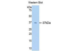 Western Blotting (WB) image for anti-Surfactant Protein D (SFTPD) (AA 21-375) antibody (ABIN1174133) (SFTPD anticorps  (AA 21-375))